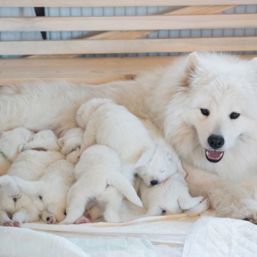 Samoyed dog mother with puppies