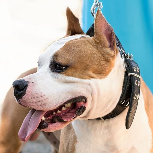 dog breed Staffordshire Terrier red and white close-updog