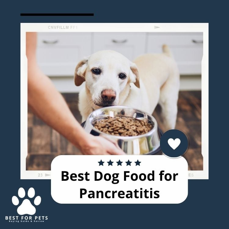 Best Dog Food for Pancreatitis
