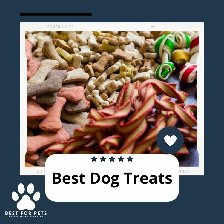 Best Dog Treats
