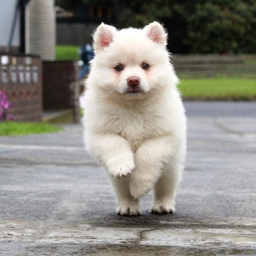 White Pluffy Dog Running