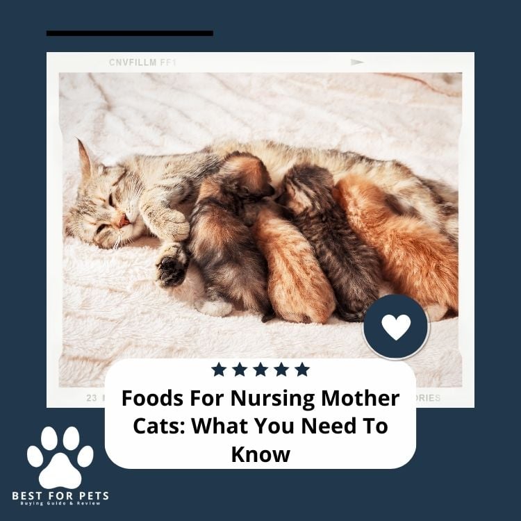 Foods For Nursing Mother Cats What You Need To Know