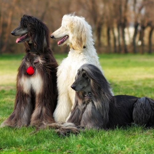 three dogs breed Afghan hound sitting on the grass in the summer