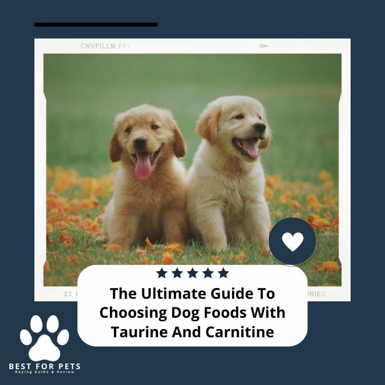The Ultimate Guide To Choosing Dog Foods With Taurine And Carnitine