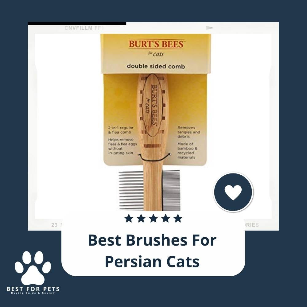 IA24RwIg5-best-brushes-for-persian-cats