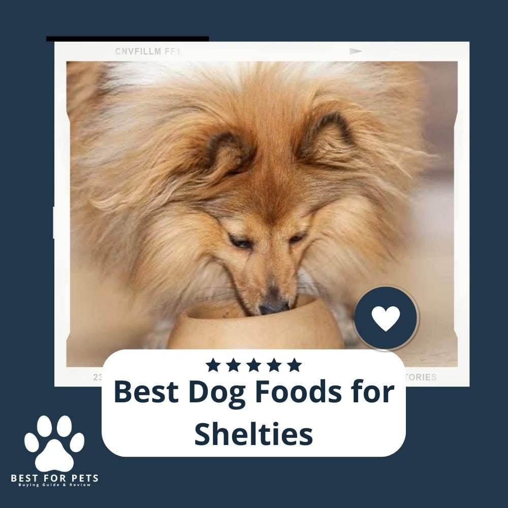 6Dd2N4hB4-best-dog-foods-for-shelties