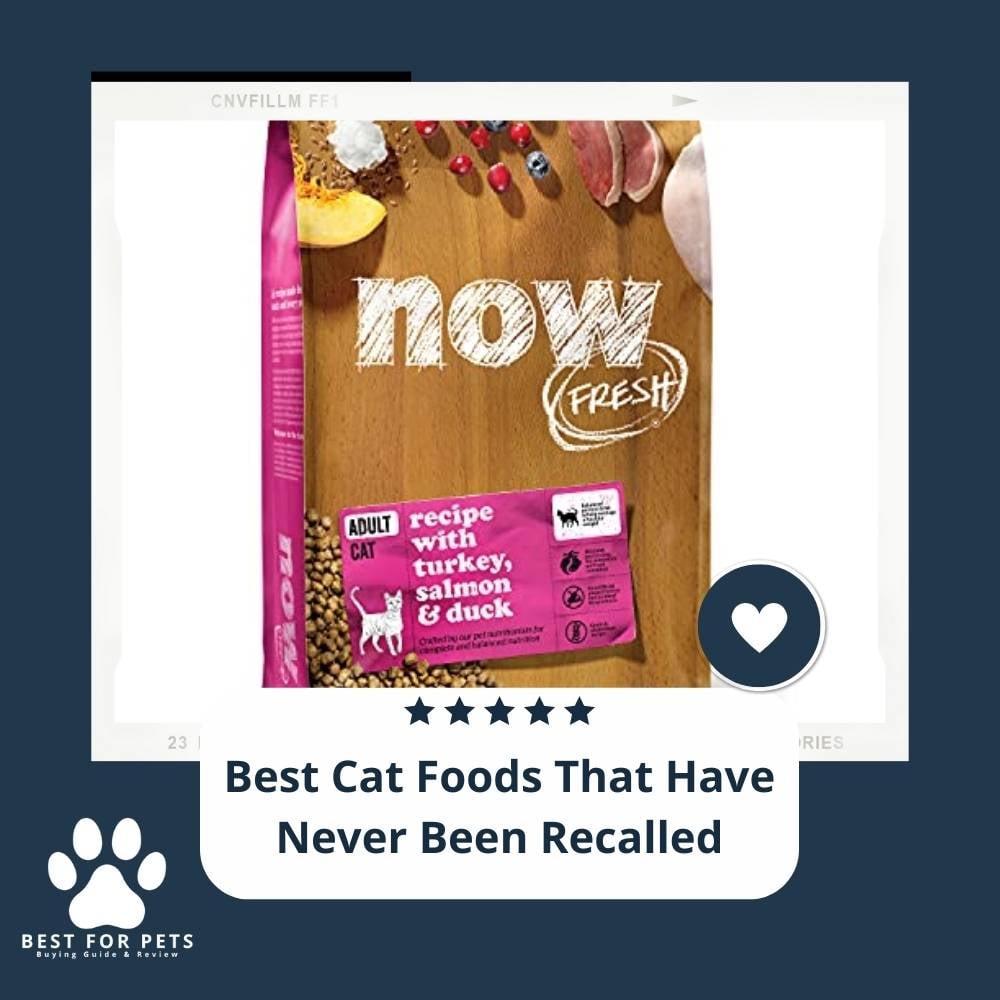 bEVMbTRZ_-best-cat-foods-that-have-never-been-recalled