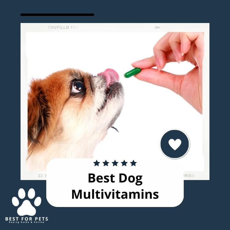 Best Dog Multivitamins