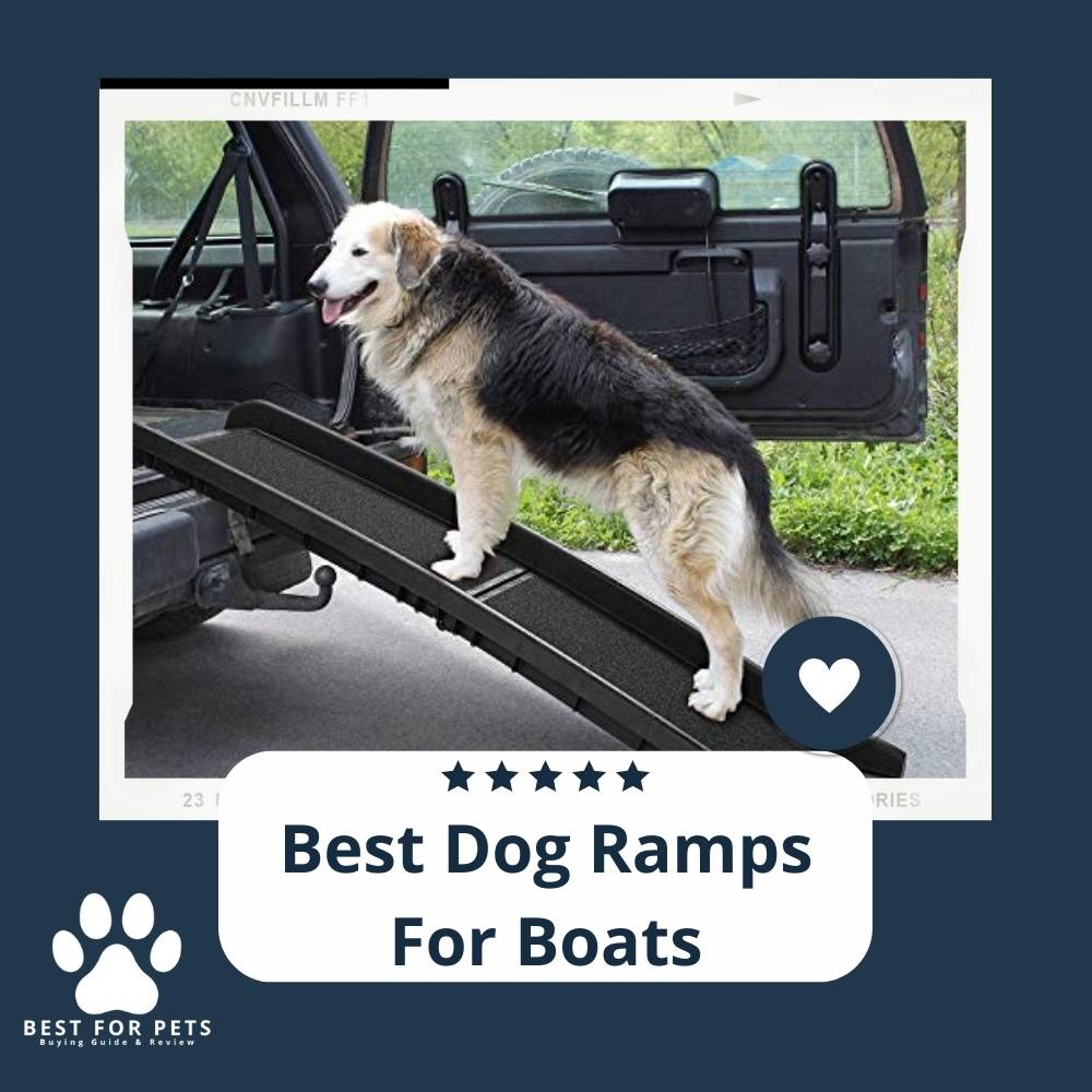 AgAWPRDmV-best-dog-ramps-for-boats
