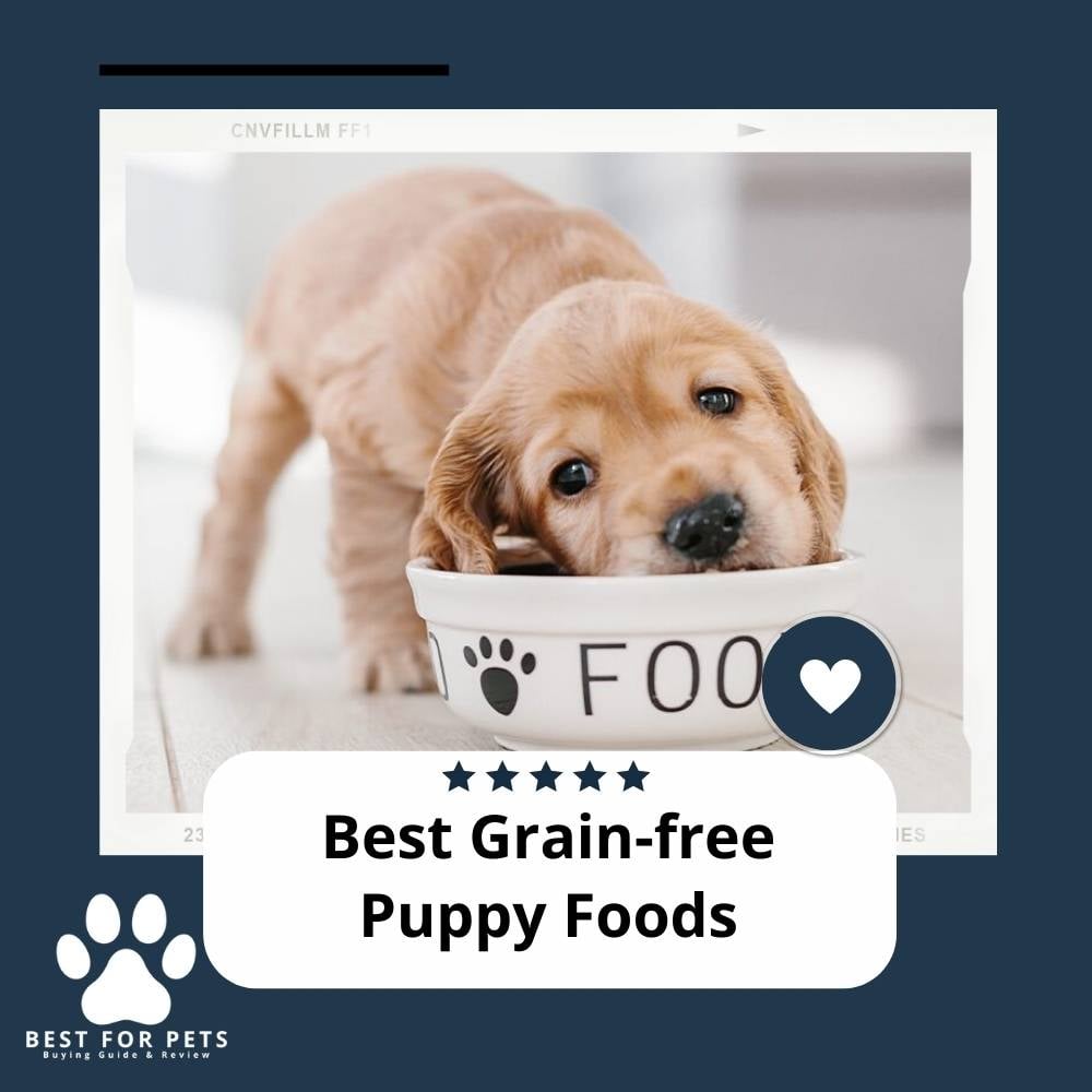 Best Grain Free Puppy Foods
