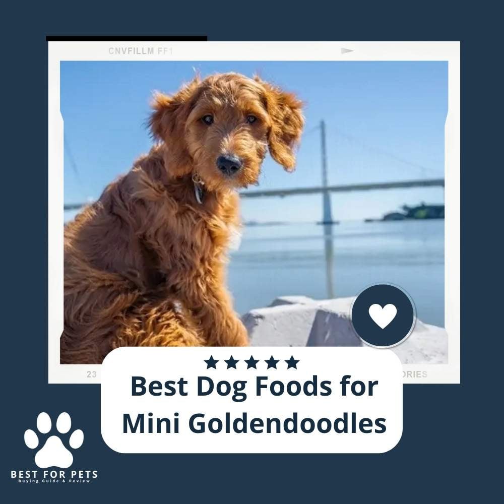 T73hIPEGm-best-dog-foods-for-mini-goldendoodles