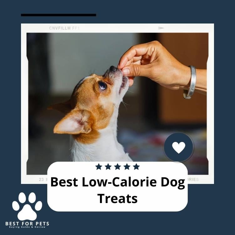 Best Low-Calorie Dog Treats