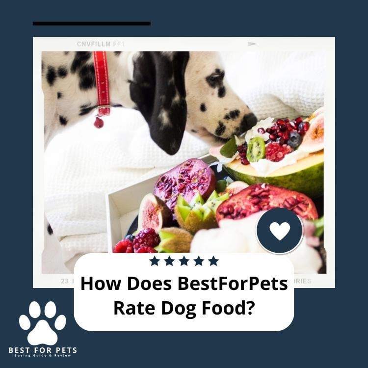 How BestForPets Rates Dog Food