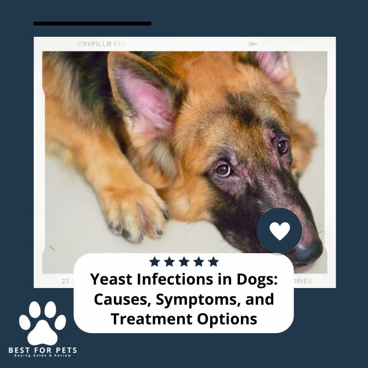 Yeast Infections in Dogs Causes Symptoms and Treatment Options