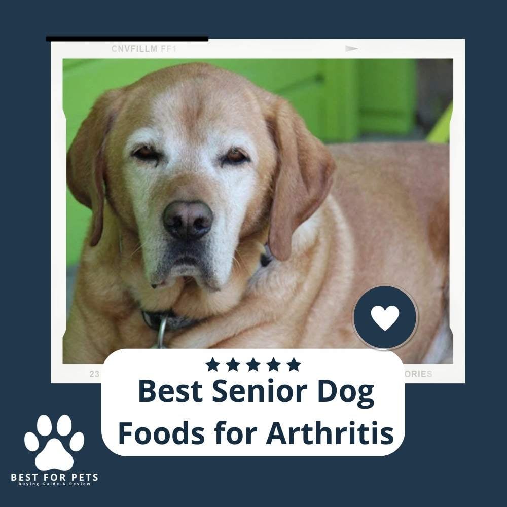 w2-60rQT8-best-senior-dog-foods-for-arthritis