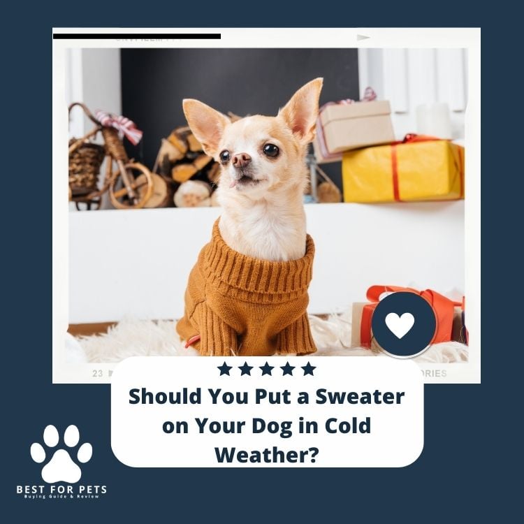 Should You Put a Sweater on Your Dog in Cold Weather