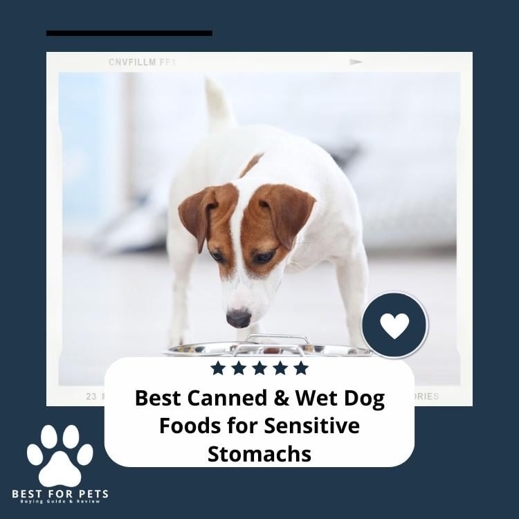 Best Canned & Wet Dog Foods For Sensitive Stomachs