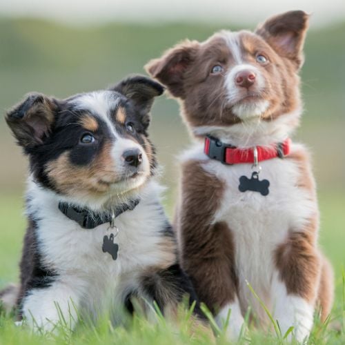 Two puppies are sitting next to each other outside in the grass facing the camera looking curious