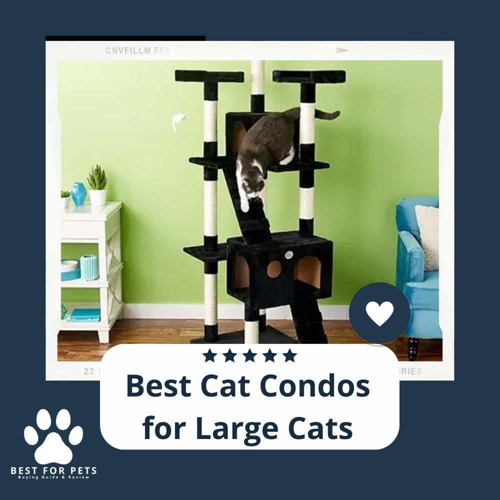 2UFiVhOtM-best-cat-condos-for-large-cats