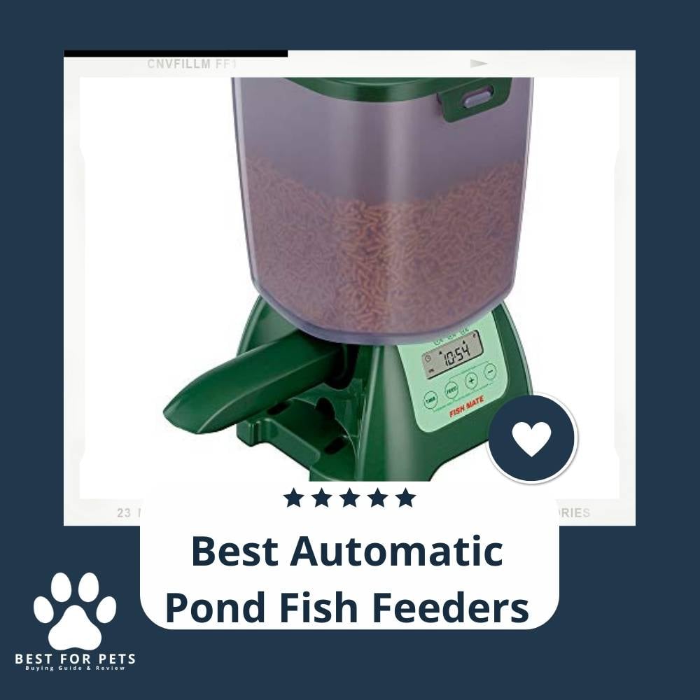 MpsTRar0_-best-automatic-pond-fish-feeders