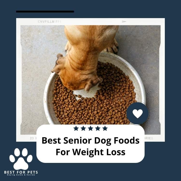 Best Senior Dog Foods For Weight Loss - BestForPets