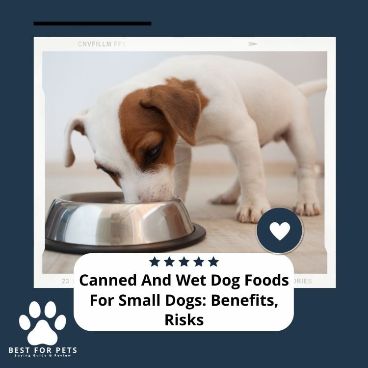 Canned And Wet Dog Foods For Small Dogs Benefits Risks