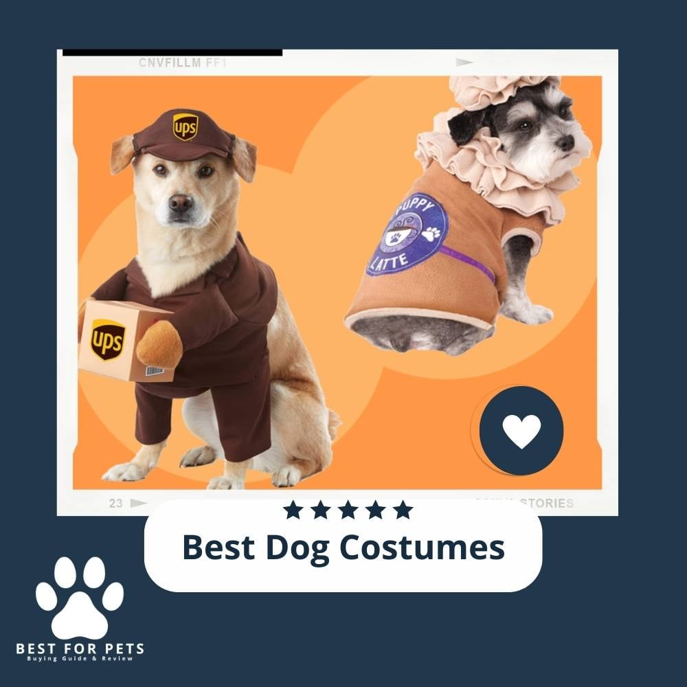 sNRpbUfGZ-best-dog-costumes