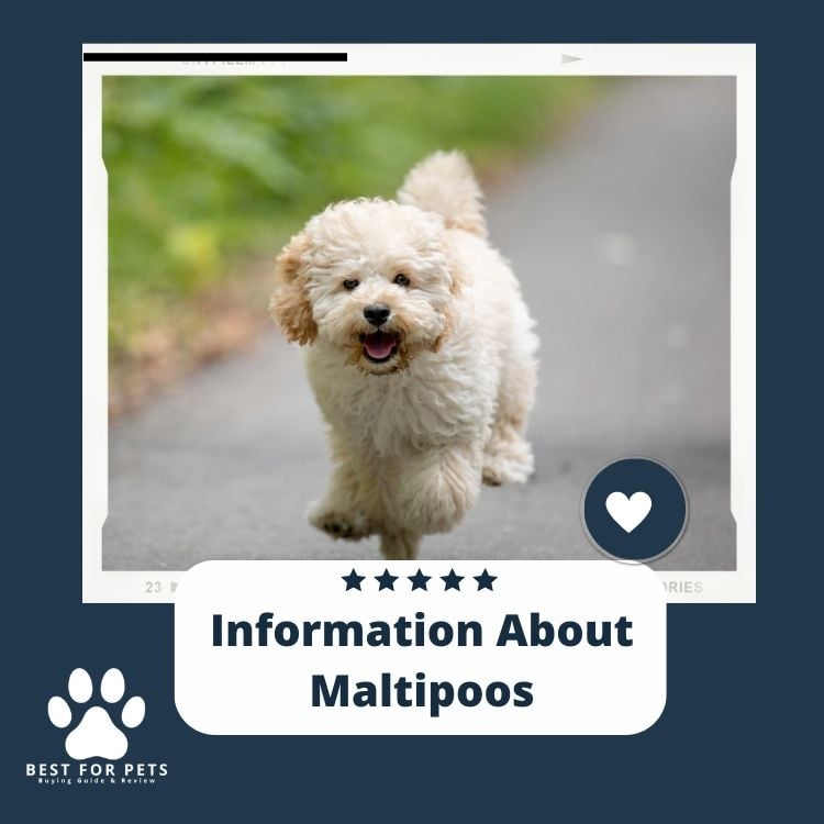 Information About Maltipoos