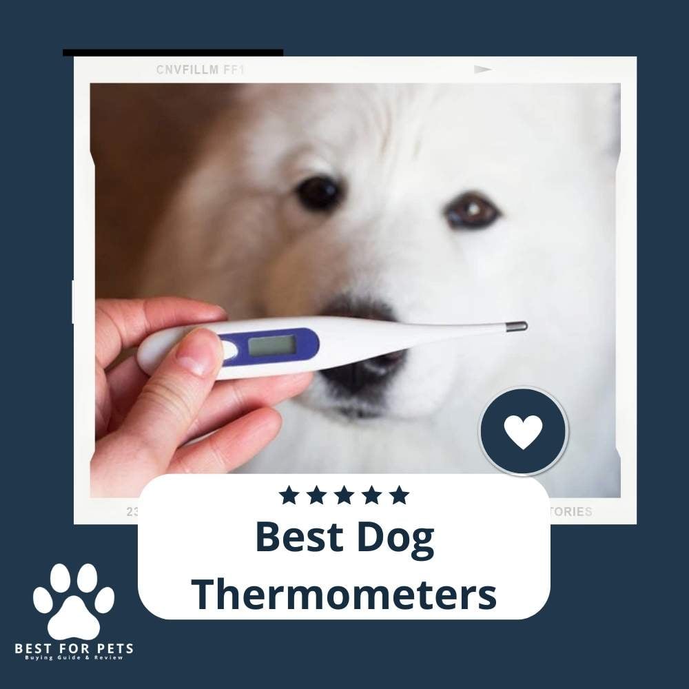 HwUYrNvo-best-dog-thermometers