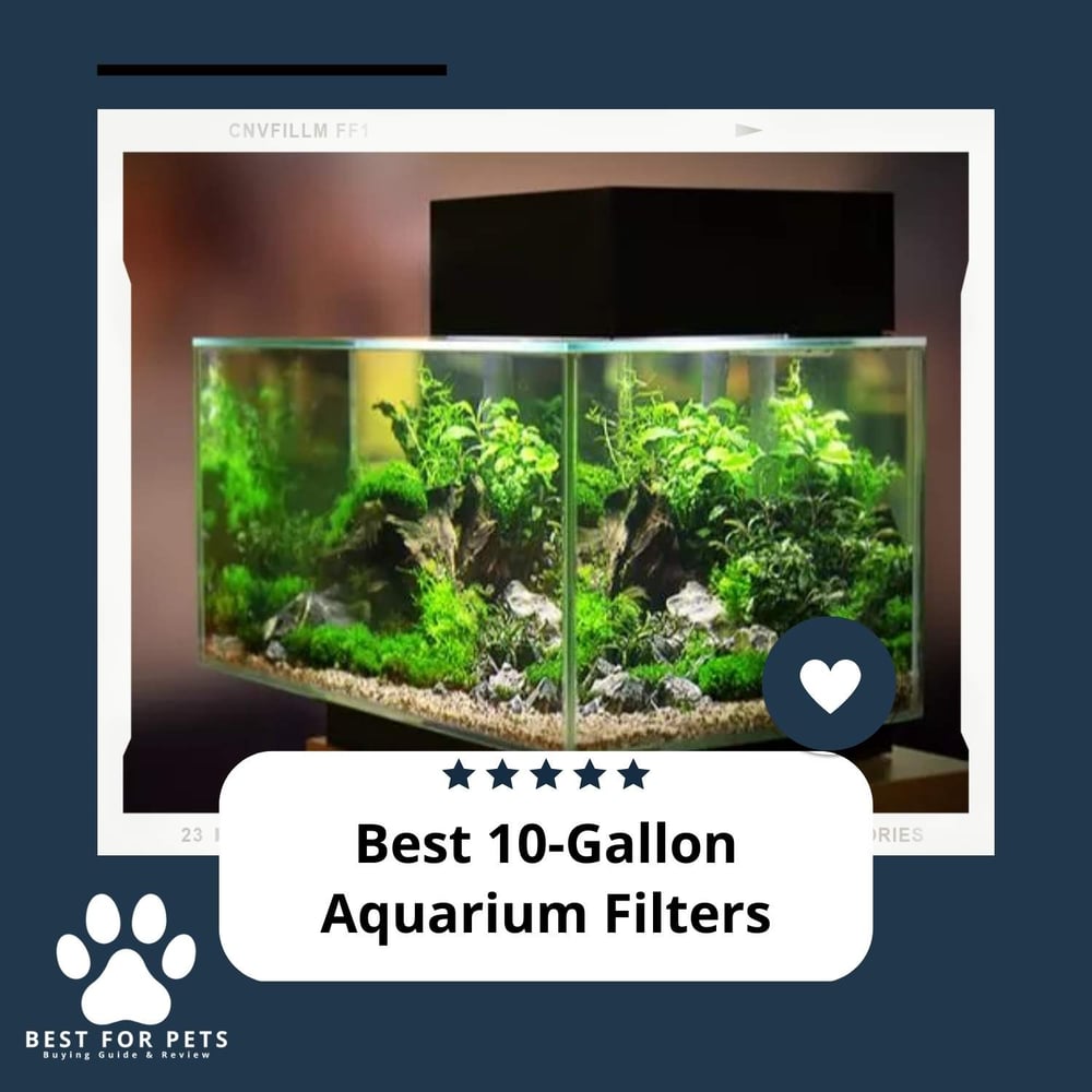 View of The 11 Best Aquarium Algae Scrubbers - BestForPets.org