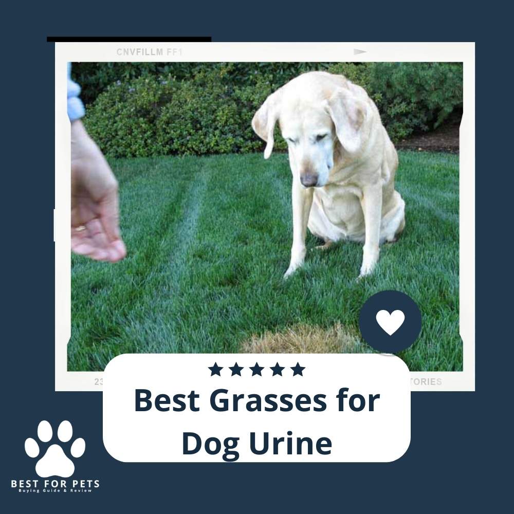3sbqbIbgX-best-grasses-for-dog-urine