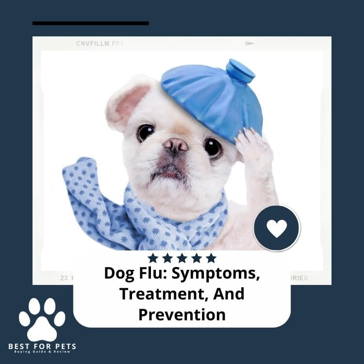 Dog Flu Symptoms Treatment And Prevention