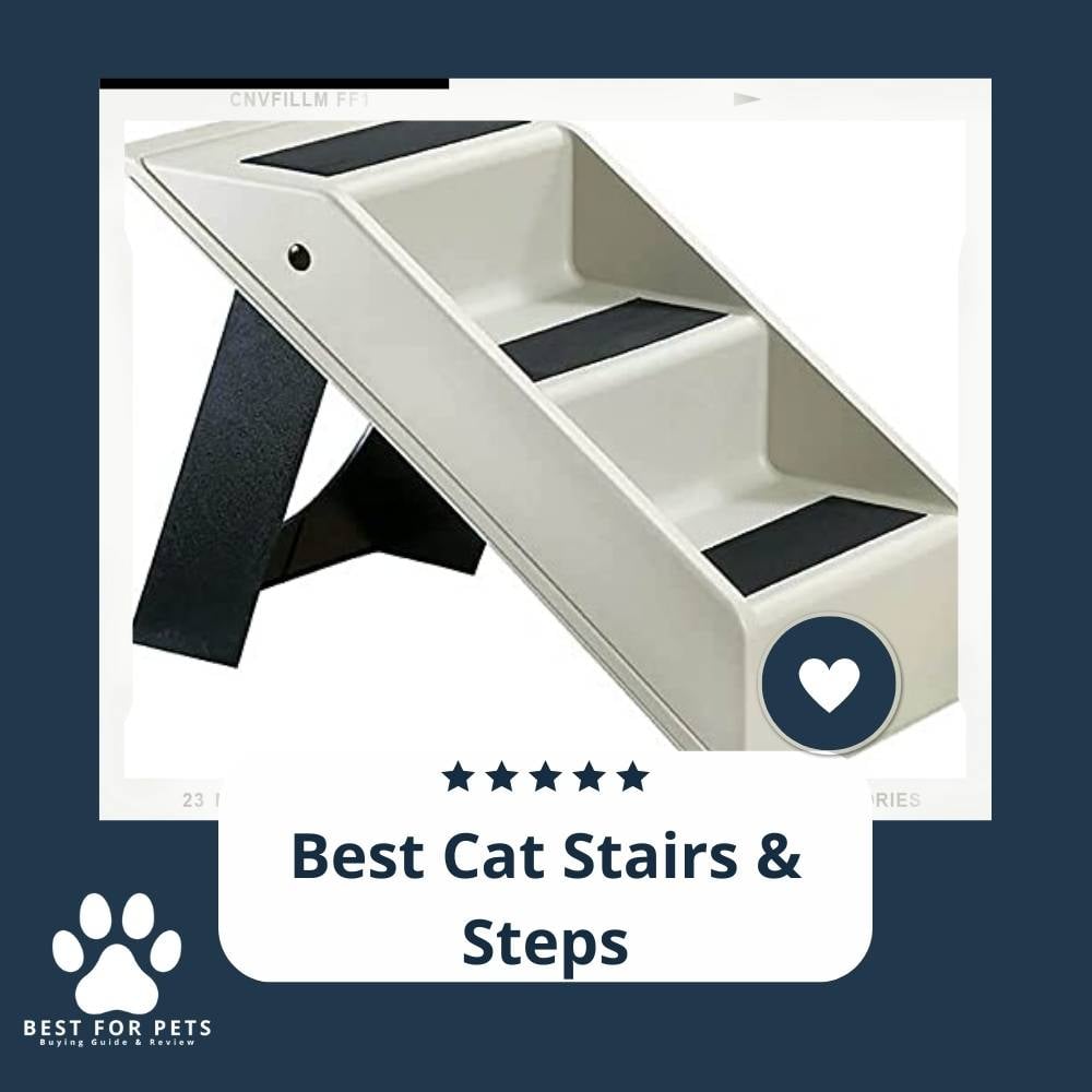 keiEJ6siV-best-cat-stairs-and-steps