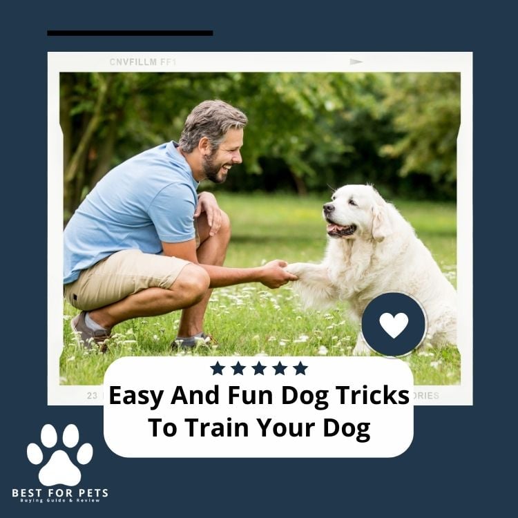 Easy And Fun Dog Tricks To Train Your Dog