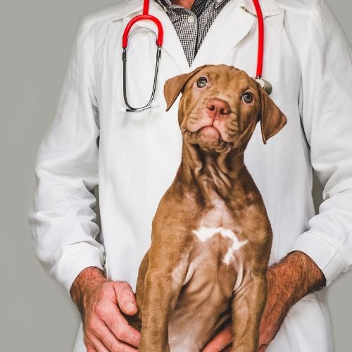 How to Treat Joint Problems in Dogs