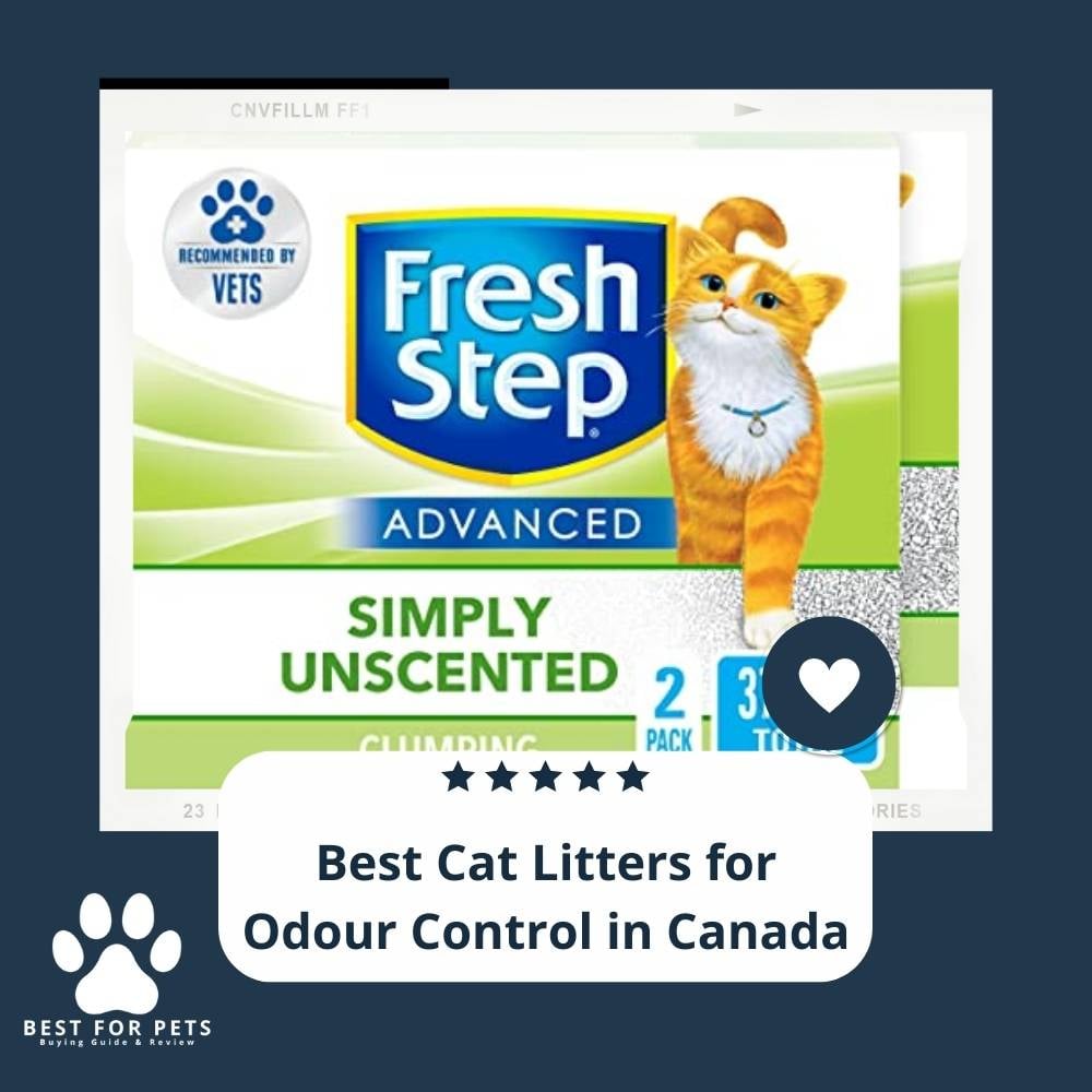 0nXWaiPkI-best-cat-litters-for-odour-control-in-canada
