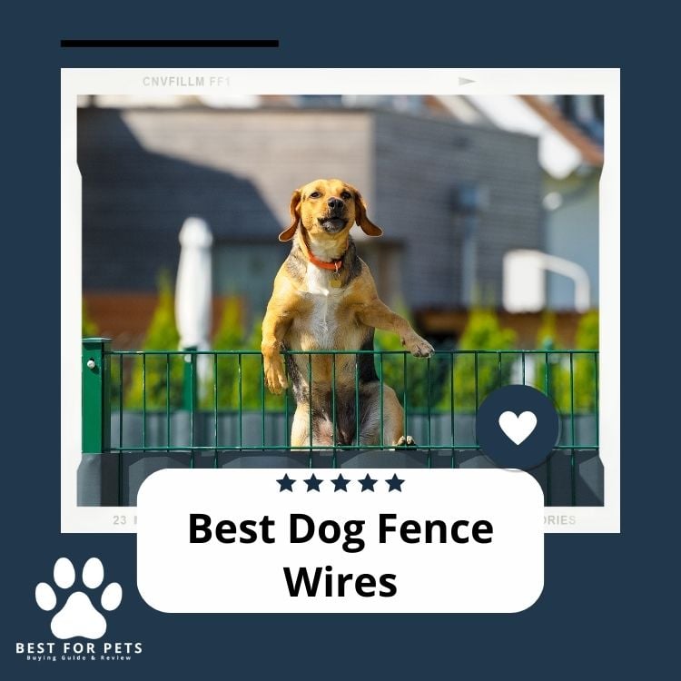 Best Dog Fence Wires