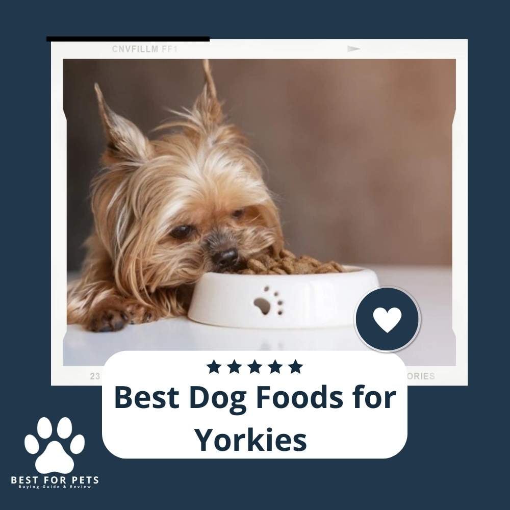 HY8plSvUb-best-dog-foods-for-yorkies