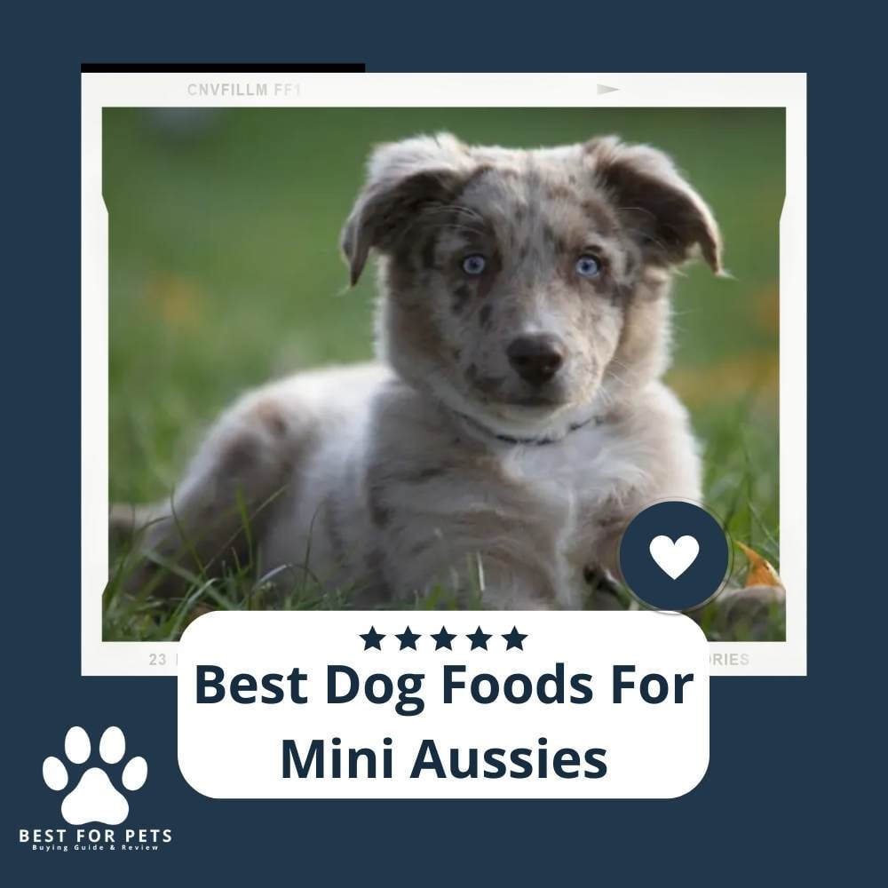 djHiVVs1m-best-dog-foods-for-mini-aussies