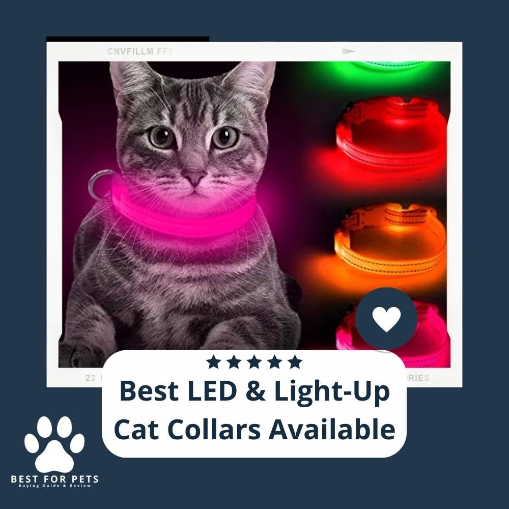 Scd1wNY9u-best-led-and-light-up-cat-collars-available