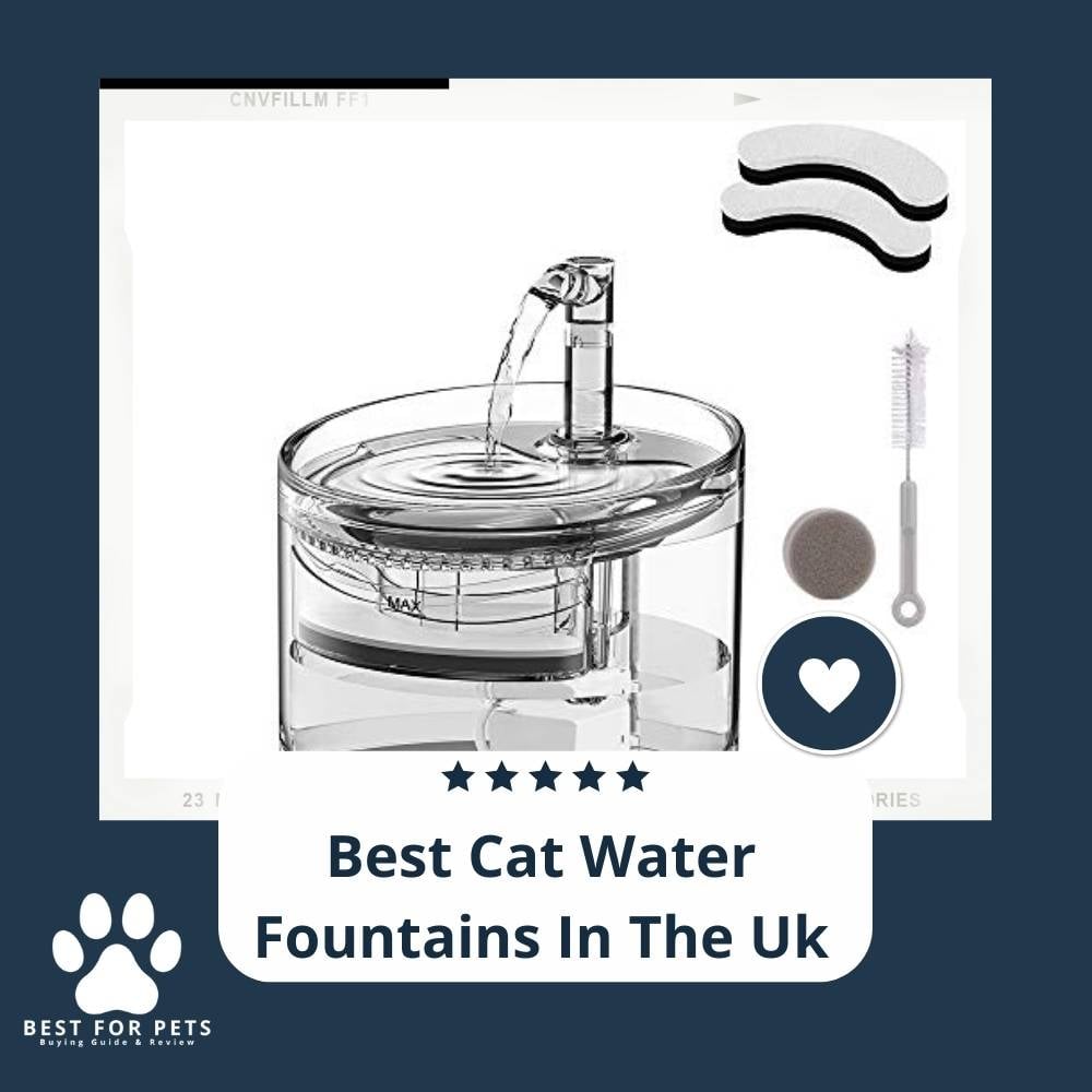 cqdBw_gMY-best-cat-water-fountains-in-the-uk