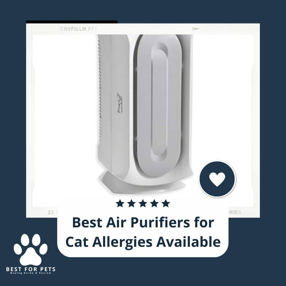 kA_JOO7pN-best-air-purifiers-for-cat-allergies-available