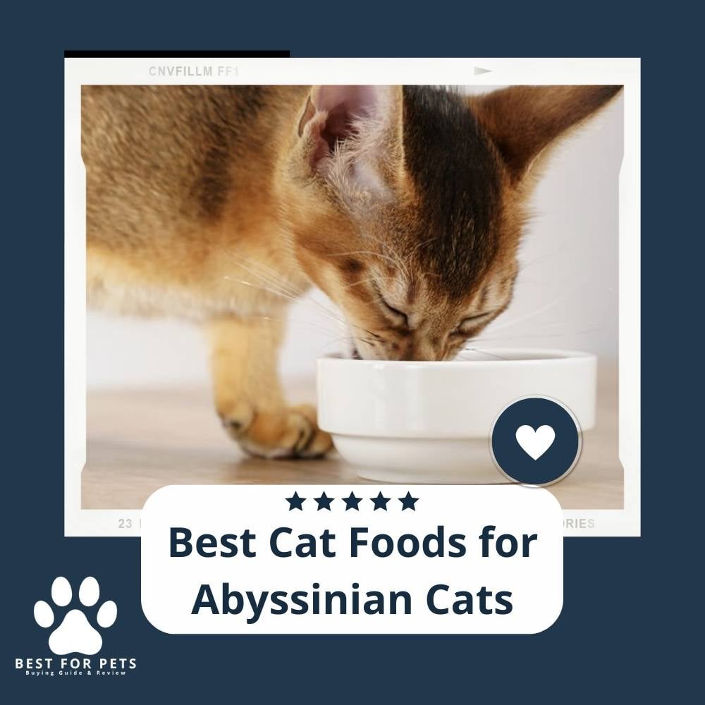 XLnhRj8l3-best-cat-foods-for-abyssinian-cats