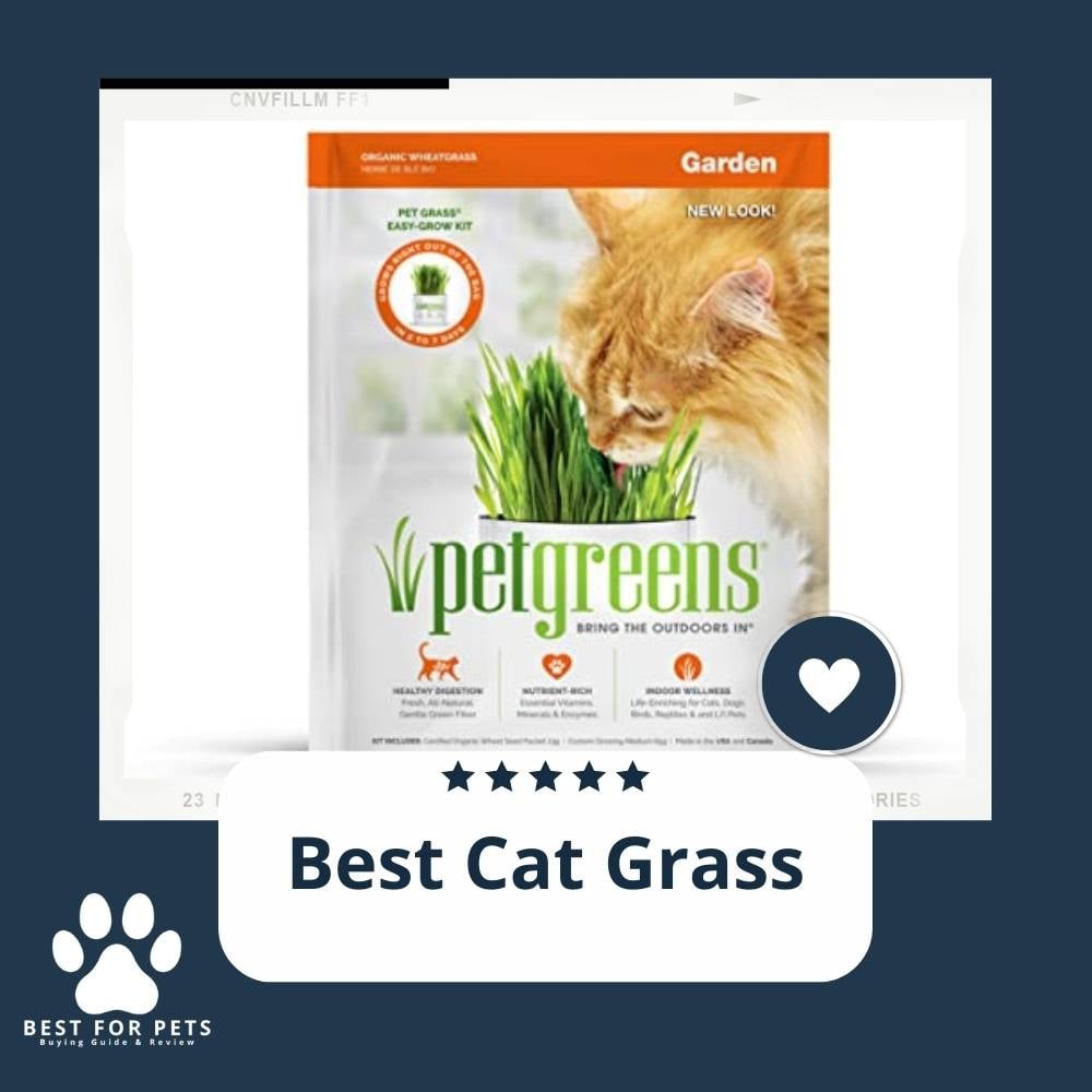 E5N4FDBjS-best-cat-grass