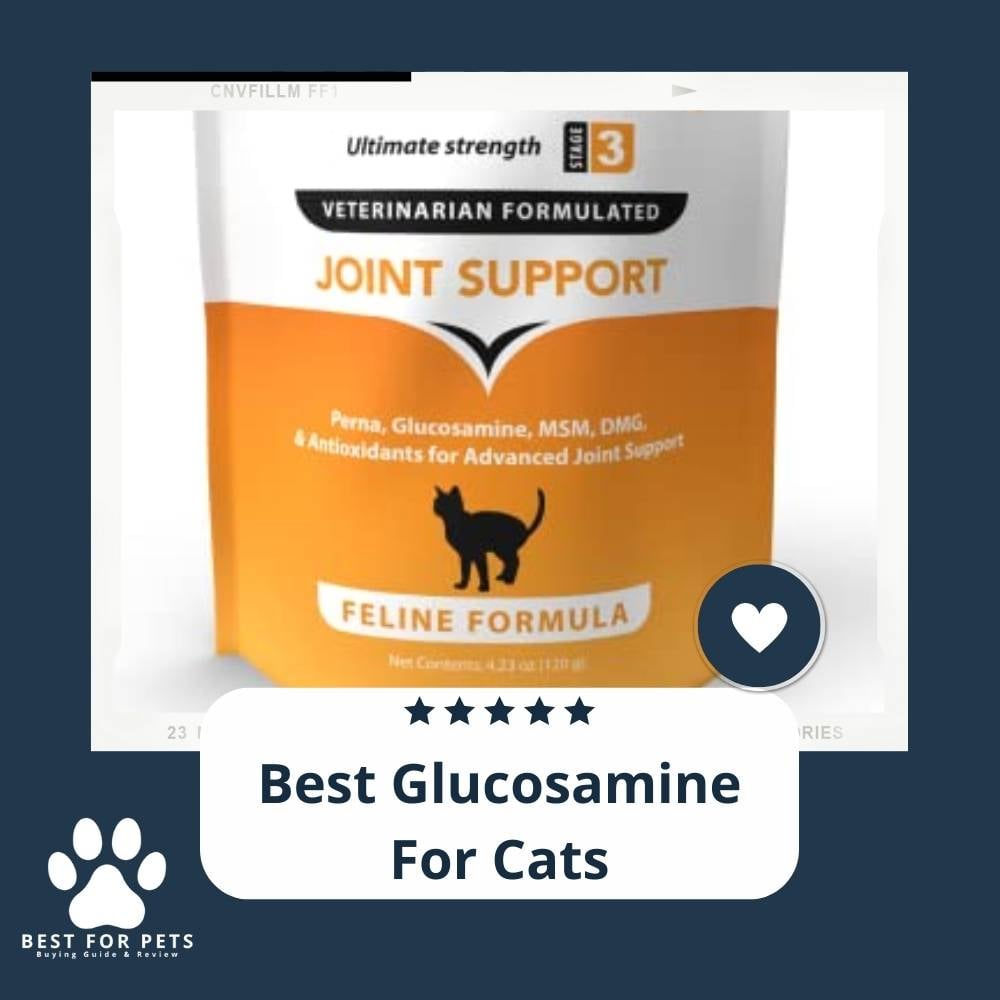 dsqzJAAfY-best-glucosamine-for-cats