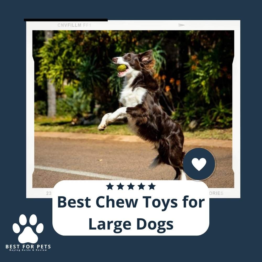 LaY0IaOLs-best-chew-toys-for-large-dogs