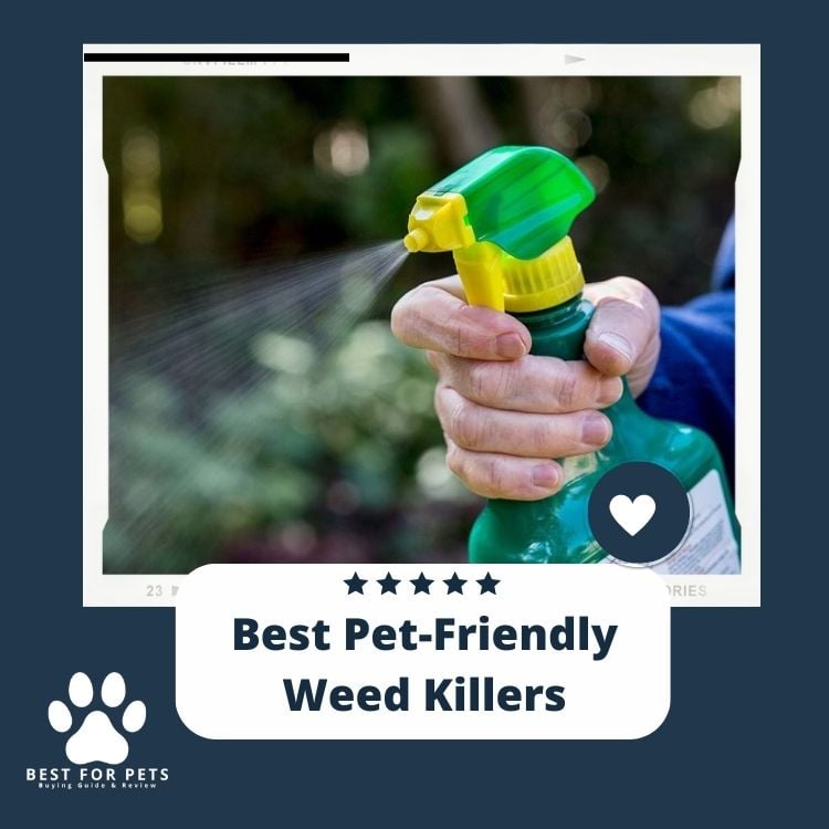 Best Pet-Friendly Weed Killers