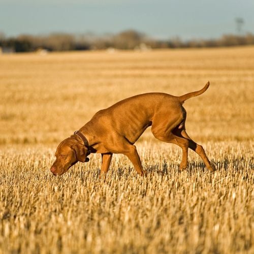 hunting dog searching in field
