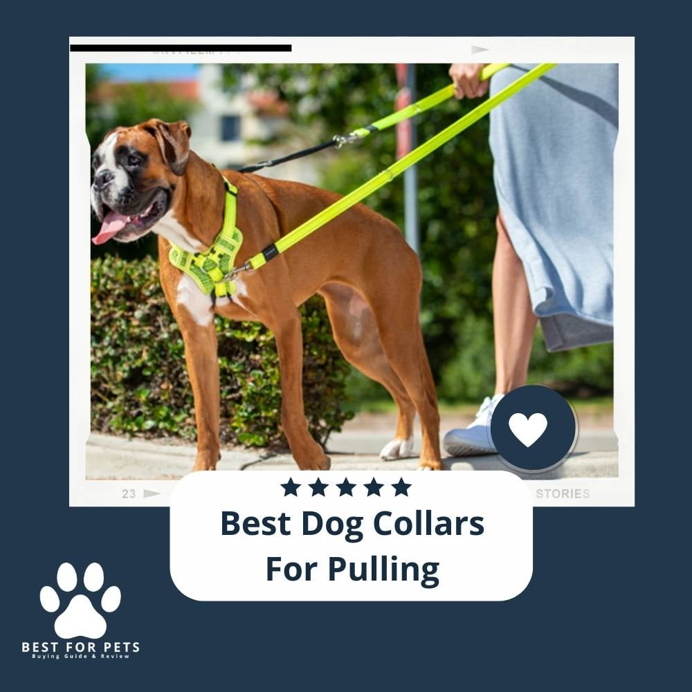 psZl9izy7-best-dog-collars-for-pulling