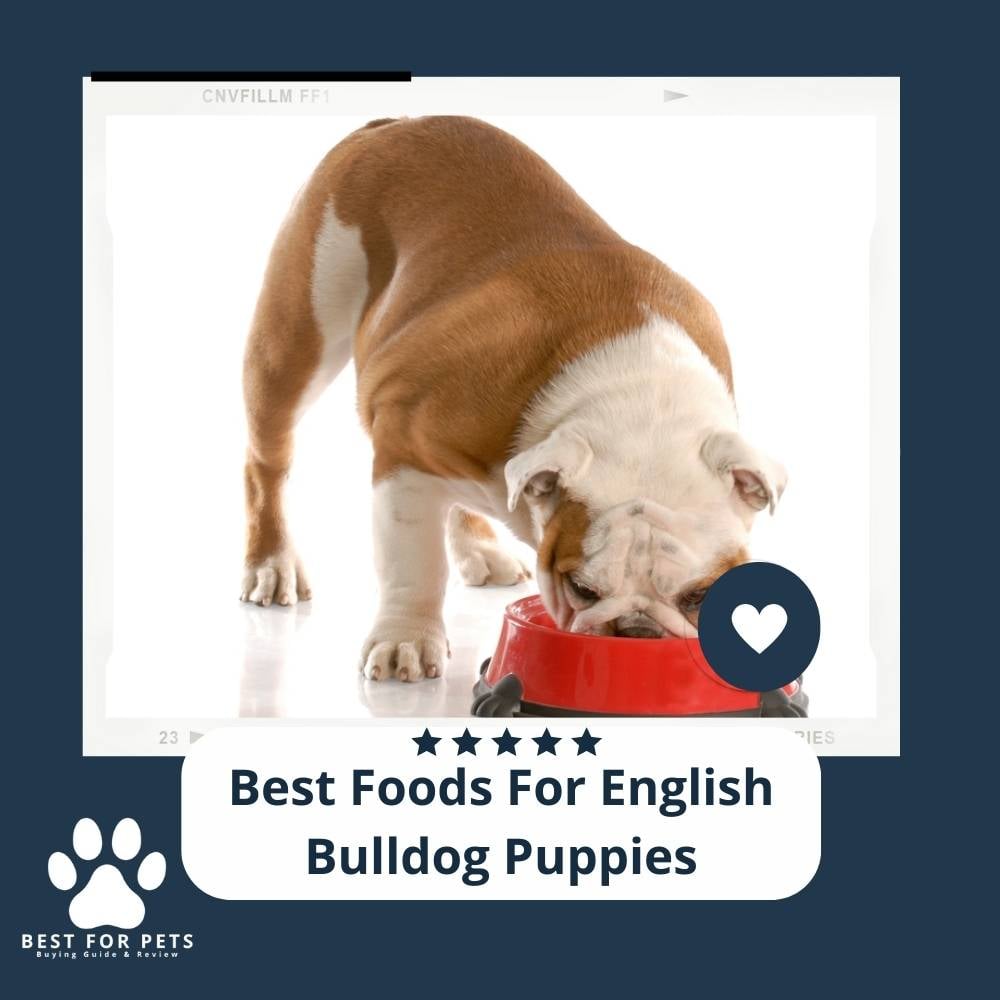 3Jde3e-uS-best-foods-for-english-bulldog-puppies